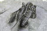 Spiny Cyphaspis Trilobite - Ofaten, Morocco #286566-3